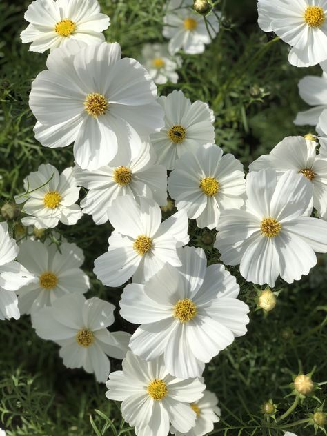 Wild White Flowers, White Cosmos Flowers, Cosmo Flower, White Cosmos, White Cosmo, July Flowers, Senior Thesis, Sea Containers, Flower Varieties