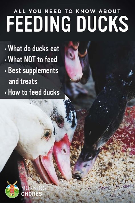 Are you toying with the idea of raising ducks or just curious of what do ducks eat? Either way, here's all you need to know to feeding ducks. Duck Care, Feeding Ducks, Duck Pens, Duck Feed, Raising Turkeys, Ducks And Chickens, Duck Breeds, Backyard Ducks, Duck Coop