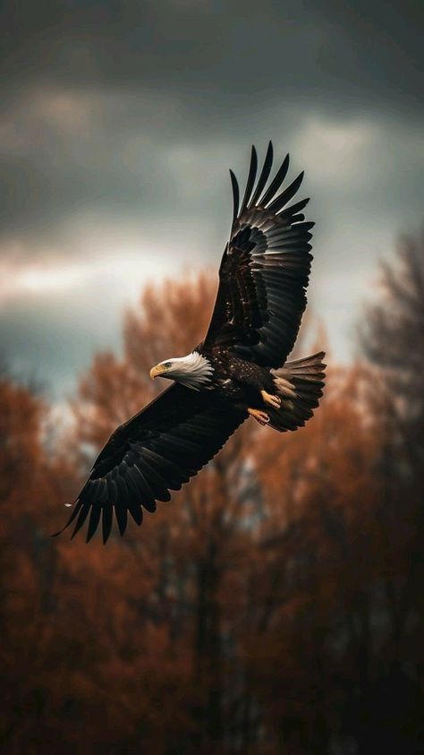 Eagle Artwork, Wild Animal Wallpaper, Eagle Images, Lion Photography, Eagle Wallpaper, Eagle Pictures, Wild Animals Pictures, Eagle Art, Bird Hunting