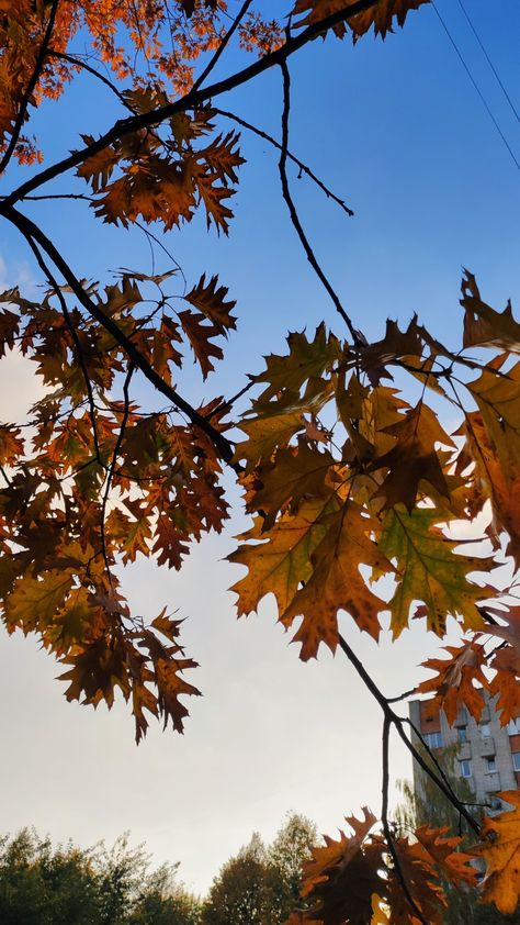 autumn, leaves, tree, sky, evening Dream Boards, Autumn Trees, Dream Board, Leeds, Natural World, Autumn Leaves, India, Collage, Plants