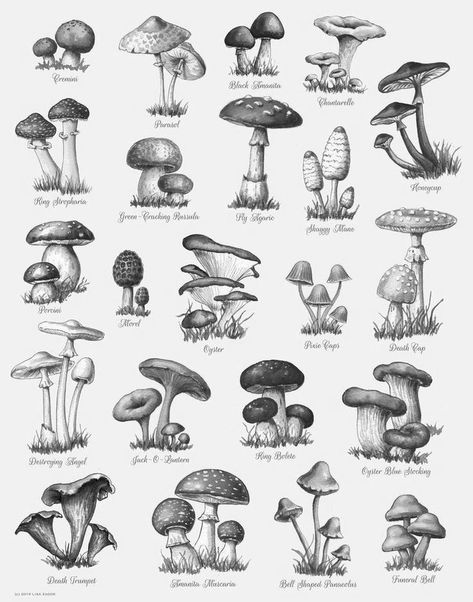 Mushroom Botanical Illustration Vintage, Charcoal Mushroom Drawing, Mushrooms In The Wild, Mushroom Cluster Drawing, Ink Mushroom Drawing, Mushroom Drawing Reference, Realistic Mushroom Drawing, Mushroom Art Drawing Sketch, Fungi Drawings