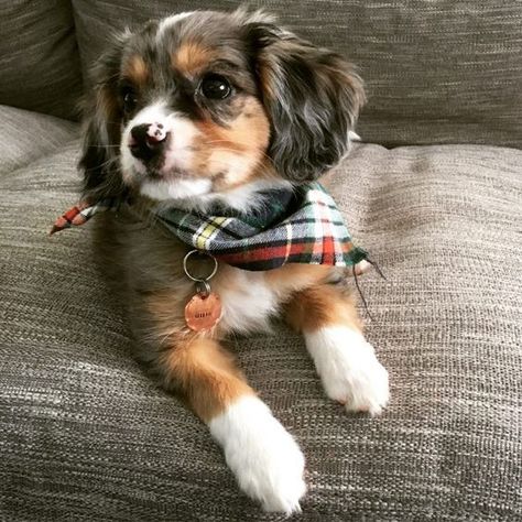 Cocker Spaniel Mix, Hyper Dog, Puppy Stages, King Charles Puppy, Cavalier Puppy, Aussie Shepherd, King Charles Cavalier Spaniel Puppy, Havanese Puppies, Grooming Tips