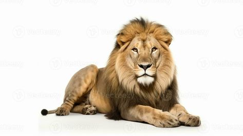 AI Generative a lion isolated on white background Lion Images, Tree Saw, Cityscape Photos, Logo Banners, Nature Backgrounds, A Lion, Heart With Arrow, Custom Illustration, Marketing Design