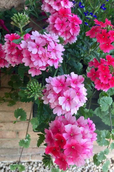 3 Great Trailing Plants For Hanging Baskets, Containers & Potted Plants! Best Trailing Plants, Potted Plants Patio, Hanging Plants Outdoor, Trailing Flowers, Porch Flowers, Container Garden Design, Window Box Flowers, Hanging Flower Baskets, Container Gardening Flowers