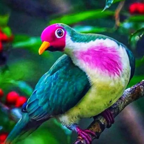 Fruit Dove, Most Beautiful Birds, Bird Quilt, Bird Watcher, Rare Birds, Beautiful Bird, Nature Birds, Photo Of The Day, All Birds