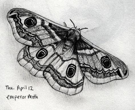 Moth Drawing Tattoo, Symbolism Tattoo, Moth Tattoo Meaning, Tattoo Papillon, Moth Tattoos, Tattoo Symbolism, Designs With Meaning, Emperor Moth, Moth Drawing