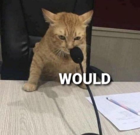 Cat Writing, Cat Reaction, Silly Cars, Cats Pictures, Reaction Pic, Silly Goofy, Reaction Memes, Silly Cats Pictures, Silly Things