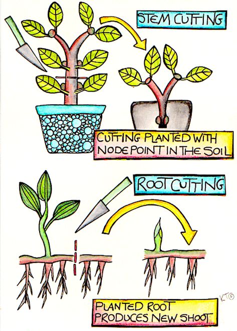 How do you propagate plants without seeds? Get FREE online #permaculture courses and meet fellow #permies in the #freepermaculture community. Go to www.freepermaculture.com for more info Asexual Reproduction In Plants, Propagate Plants, Plant App, Growing Fruit Trees, Goth Garden, Beautiful Terrariums, Permaculture Gardening, Plant Propagation, Bee Balm