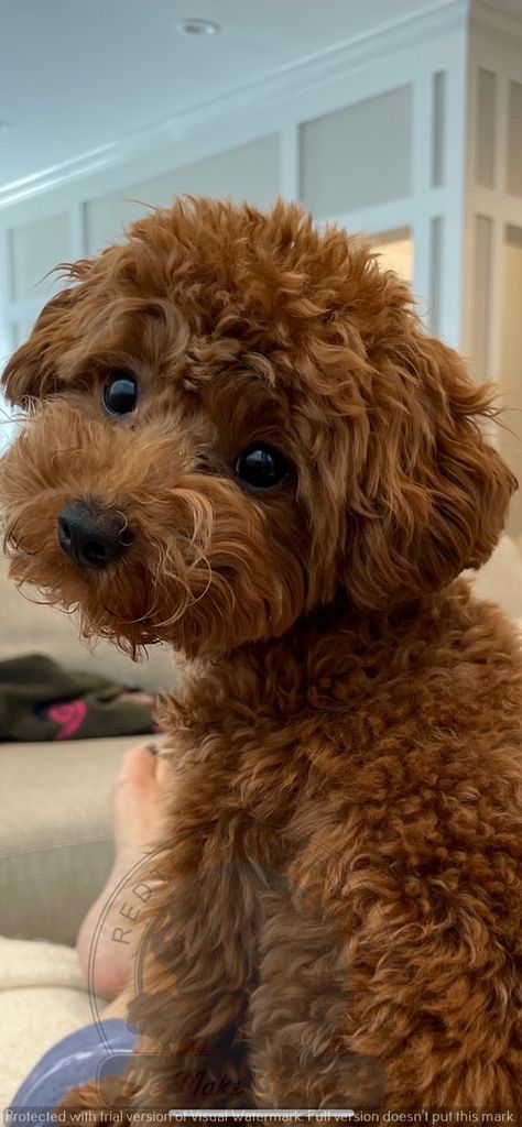 Brown Goldendoodle, Brown Toy Poodle, Red Cockapoo, Anjing Poodle, Miniature Poodles, Miniature Poodle Puppy, Toy Poodle Puppy, Small Poodle, Teacup Poodle