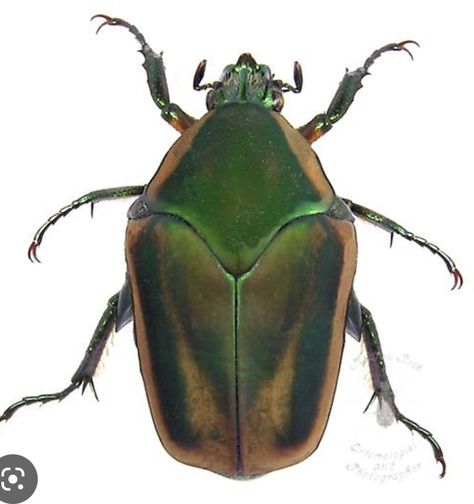 Green June Beetle, June Bug Tattoo, June Beetle, Bug Tattoo, June Bug, Cool Bugs, Mary Sue, Beetles, Spiders