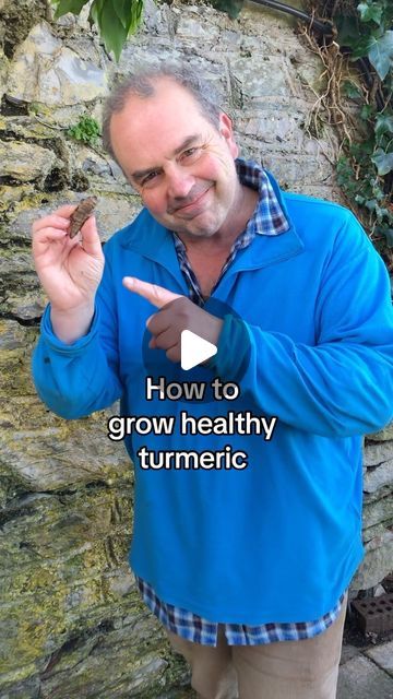 Growing Turmeric Indoors, How To Grow Turmeric, Grow Turmeric, Turmeric Plant, Break Off, Make Tea, Turmeric Tea, Below The Surface, Turmeric Root