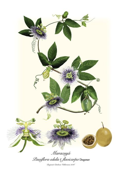 Passiflora edulis f. flavicarpa Degener on Behance Botanical Tattoo Sleeve, Passion Fruit Flower, Flower Vine Tattoos, Vine Drawing, Flower Trellis, Antique Botanical Print, Vine Tattoos, Wacom Cintiq, Botanical Illustration Vintage