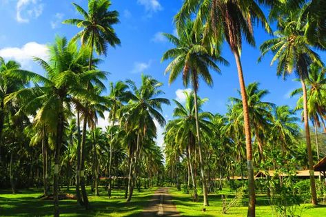 Coconut Garden, Beautiful Farms, Coconut Farm, Fruit Farming, Beach Motel, Environment References, Tahiti French Polynesia, Yellowstone Vacation, Artificial Reef