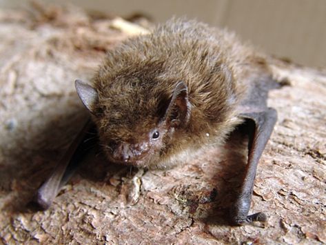 Bat Species, Mammals, Animals Wild, Grand Canyon, Bat, Puppies, Animals