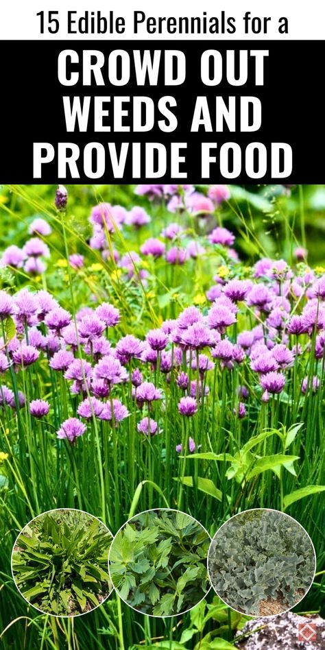 Tall Perennials, Edible Perennials, Creative Landscaping, Spring Crops, Grow A Garden, Ground Covering, Sustainable Gardening, Environmental Concerns, Thriving Garden