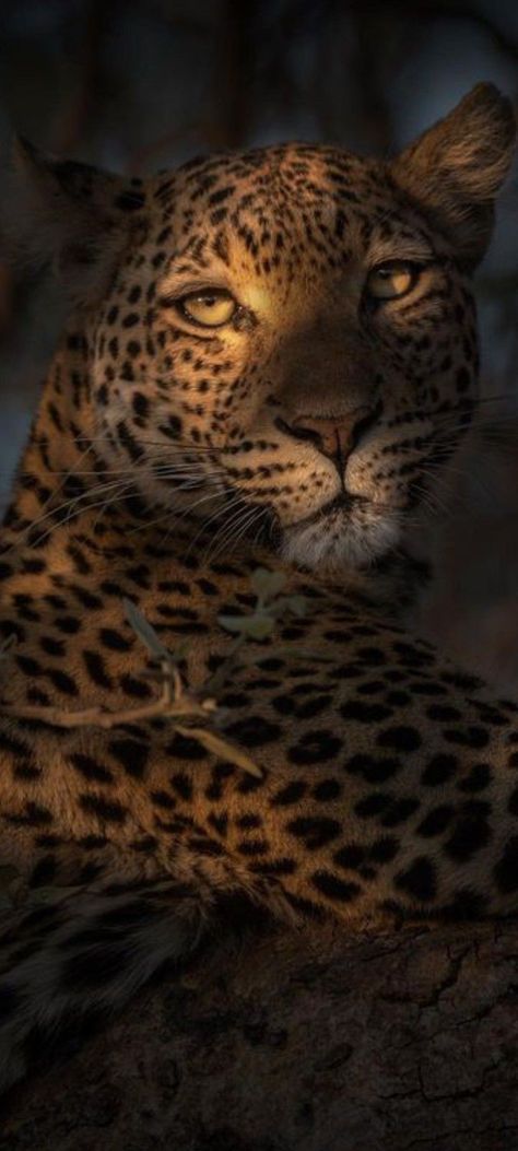 Pantera Wallpaper, Jaguar Wallpaper, Cheetah Wallpaper, Cheetah Print Wallpaper, Wild Animals Pictures, Pretty Animals, Cheetahs, Leopards, Animal Planet