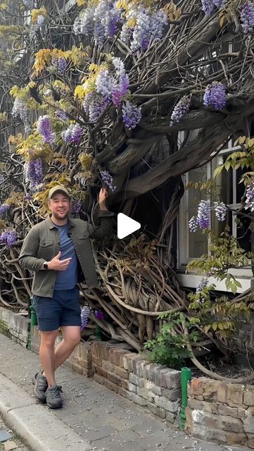 James Wong 🌱 | Plants & Nature on Instagram: "EUROPE’S OLDEST WISTERIA

This is the mother of almost all Wisteria sinensis plants outside of Asia. 

Yes, there are a couple of other species in horticulture, but the vast, vast majority of plants you see across the globe are not just from a single variety, but clones of one genetic individual that was given to the world from the garden of a Chinese tea trader. 

I did quite of lot of research and found a potential contender for ‘Consequa’ using Chinese sources, Pan Changyao 潘長耀. It’s a shame that he never got the credit for the beauty he has given to so many.

#wisteriasinensis #wisteria #consequa" Wisteria Bonsai, Chinese Wisteria, Plants Outside, Wisteria Sinensis, Wisteria Garden, Wisteria Plant, Wisteria Tree, Poisonous Plants, Plants Nature