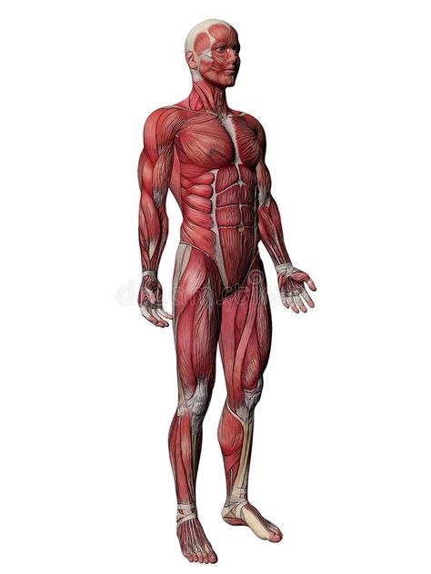 Human Body Muscles, Body Muscle Anatomy, Human Muscular System, How To Draw Muscles, Art Techno, Human Muscle Anatomy, Body Study, Female Muscle, Human Anatomy Drawing