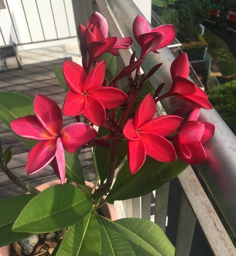 Red plumeria Nature Photography, Plants, Flowers, Red, Photography, Nature