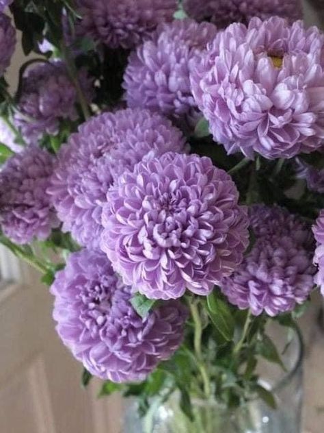 China Aster, Callistephus Chinensis, Chrysanthemum Bouquet, Aster Flower, Nothing But Flowers, Unusual Plants, Chrysanthemum Flower, Annual Flowers, Month Flowers