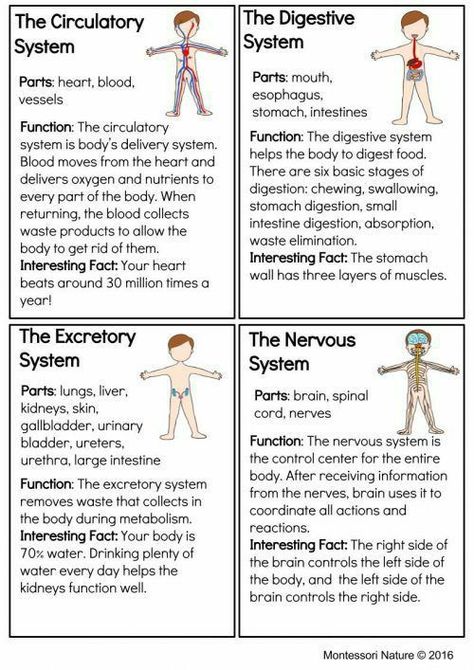 Teaching Body Systems, Body Systems Worksheets, Teas Test, Nature Printables, Human Body Activities, Human Body Unit, Medical Student Study, Nursing School Survival, Nursing School Studying