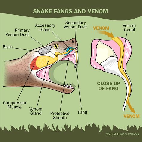 Venomous #snakes make up only one fifth of all snakes. How Snakes Work - HowStuffWorks Zombie Anatomy, Snake Fangs, Snake Facts, Vet Nurse, Types Of Snake, Biology Labs, Cool Science Facts, Animal Reference, Snake Venom