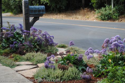 Designing a Hellstrip - Harmony in the Garden Verge Garden, Sidewalk Garden, Sidewalk Landscaping, Purple Flowering Plants, Mailbox Landscaping, Curb Appeal Landscape, Front Yards Curb Appeal, Ground Covers, Pretty Garden