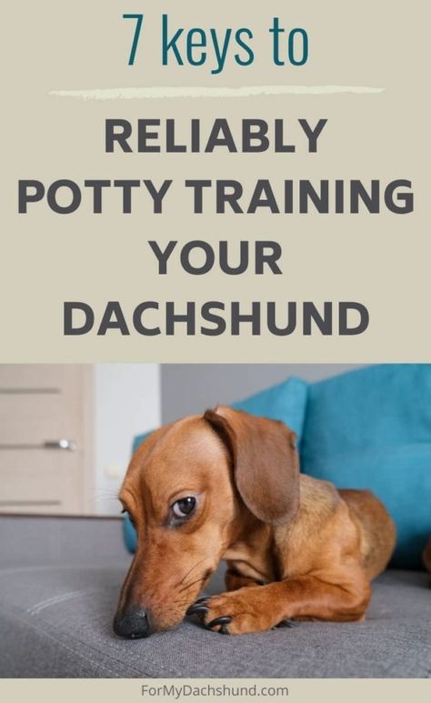 Yes, it can take more time and dedication to potty train a Dachshunds than some other breeds. It can be pretty easy though if you follow these tips and stay consistent. Read: 7 Tips for Reliably Potty Training a Dachshund Dachshund Facts, Dachshund Puppy Training, Daschund Puppies, Dachshund Training, Dachshund Breed, Puppies Tips, Dachshund Puppy Miniature, Dog Potty Training, Potty Train