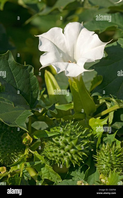 Thorn Apple Flower, Thorn Apple, Apple Plant, Apple Flowers, Angel Trumpet, Agriculture Farming, Sense Of Place, Image Processing, Trees To Plant