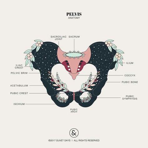 Pelvis Anatomy, Lung Anatomy, Male Figure Drawing, Birth Art, Duvet Day, Heart Anatomy, Brain Anatomy, Educate Yourself, Human Figure Drawing