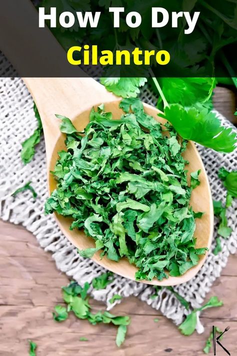 Here's how to dry cilantro #driedcilantro #cilantro #coriander #herbs #kitchenous via @kitchenous Dry Cilantro, Freezing Cilantro, Drying Fresh Herbs, Drying Cilantro, Cooking Herbs, Garden Cooking, Fresh Recipes, Chicken Feed, Dehydrated Food