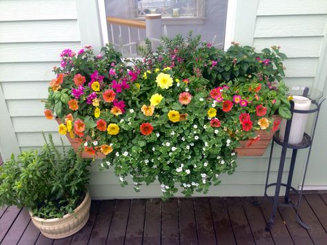 2016 Copper Window Box:  Fillers: basil, pink snapdragons,  superbells sweet tart and yellow dahlias Spillers: white bacopa snowstorm and peach sundae petunias  Thrillers: pink angelface and lantana Peach Sundae, Yellow Dahlias, Spring Containers, Window Box Plants, Outdoors Ideas, Porch Flowers, Box Flowers, Window Box Flowers, Balcony Flowers