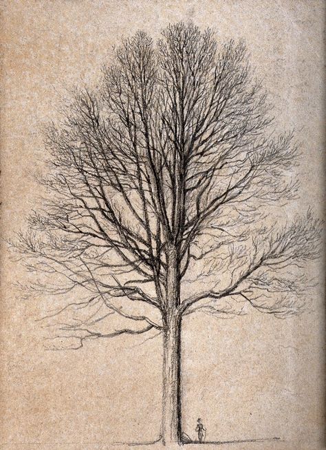 Outline of a tall tree, dwarfing figure at its base. Pencil drawing. | Wellcome Collection Wellcome Collection, Tall Trees, Pencil Drawing, Botany, Digital Image, Pencil Drawings, Pencil, Human, Drawings