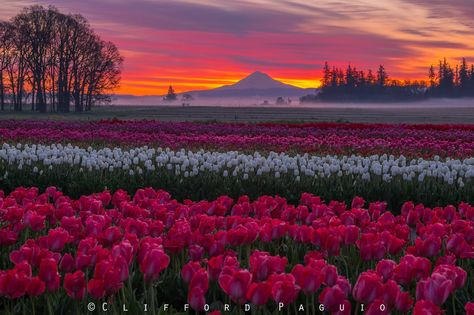 The Wooden Shoe Tulip Festival's vibrant colors with Mount Hood glistening in the distant sunrise. Clifford Paguio Photography Tulip Festival, Wooden Shoe, Tulips, Laptop, Festival, Sun, Pink