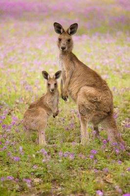 Animal Parents, Kangaroo Stuffed Animal, Animals Australia, Baby Hug, Australia Animals, National Emblem, Animals And Birds, Animals Of The World, Zoo Animals