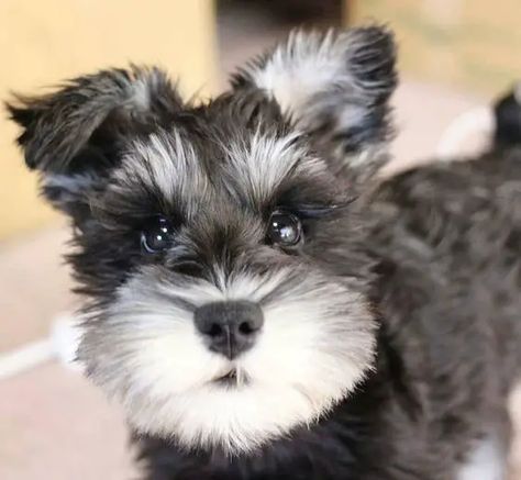 The 21 Cutest Schnauzers Currently Online - The Paws Teacup Schnauzer, Schnauzer Grooming, Schnauzer Mix, Mini Schnauzer Puppies, Puppies Near Me, Schnauzer Puppies, Mini Schnauzers, Miniature Schnauzer Puppies, Miniature Schnauzers