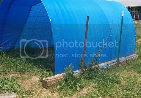 Cattle Panel Shelter, Chicken Shelter, Nature Classroom, Goat Shelter, Goat Pen, Goat Milking, Tarp Shelters, Cattle Panels, Horse Shelter