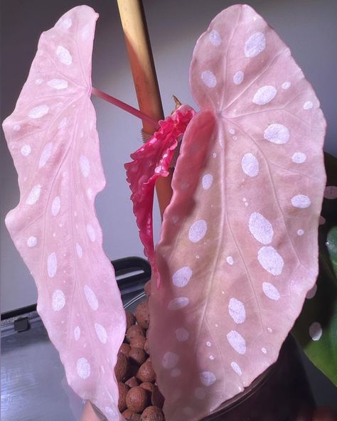 Jake on Instagram: “Things about cane begonia is that they grow well in LECA, and they like high humidity, here’s my variegated #begoniamaculata growing strong…” Pink Polka Dot Plant, Cane Begonia, Pink Begonia, Polka Dot Plant, Pink Plants, Begonia Maculata, Plants Succulents, Pot Plants, Inside Plants