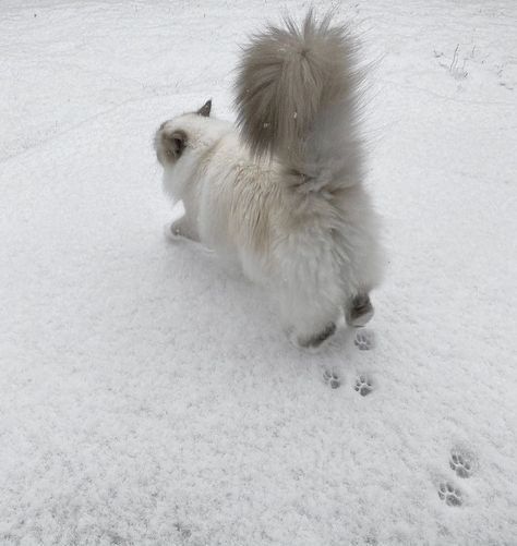 Winter Princess, Winter Fairy, I Love Winter, Snow Angels, Winter Scenery, Best Seasons, Winter Aesthetic, Baby Winter, 귀여운 동물