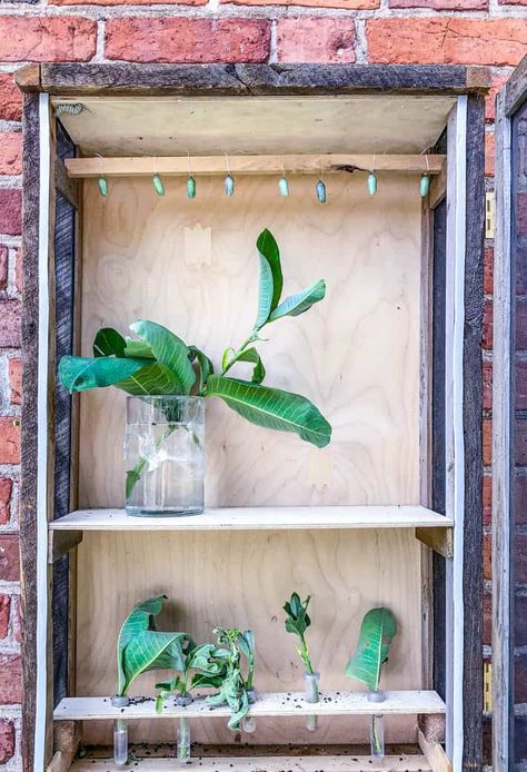 Butterfly Enclosure, Monarch Butterfly Habitat, Simple Cupboard, Raising Monarch Butterflies, Art Creative Ideas, Butterfly Cage, Raising Butterflies, Monarch Butterfly Garden, Butterfly Garden Plants