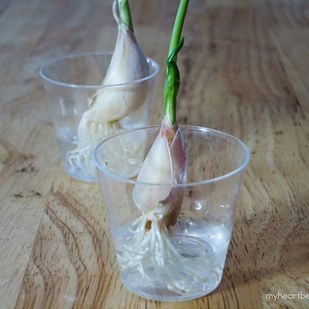 Regrow Garlic, Grow Garlic Indoors, Garlic Sprouts, Regrow Vegetables, Grow Garlic, Planting Garlic, Garlic Scapes, Growing Garlic, Planting Herbs