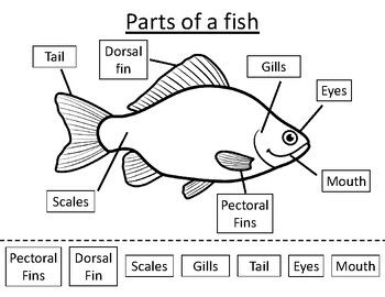 Below you will find the answer key as well as three versions of this Fish Anatomy Labeling worksheet to allow for differentiated instruction or teaching different grade levels. I used the tracing words with kindergarten, then first and second grade used the cut and paste version, but if you prefer not to use scissors and glue there is a version where they can write the labels.This took us about 30 minutes, depending on the class, and I did it with my kindergarten, first, and second grade classes (I teach marine science at an elementary school as a specials class). Fish Projects For Kids, Science For Second Grade, Fish Kindergarten, Fish Bone Diagram Template, Parts Of A Fish, Fish Science, Salmon Life Cycle, Fish Life Cycle, Tracing Words