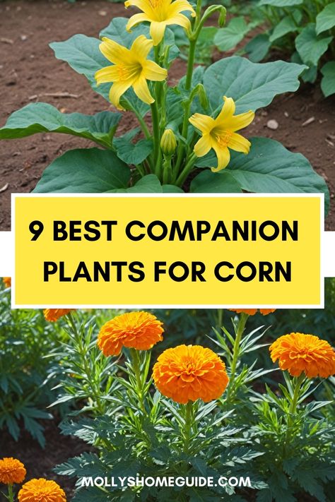 Discover the best companion plants for corn to boost growth and deter pests. Enhance your corn crop with strategic plant pairings that support each other's health and yield. Consider planting beans, squash, or cucumbers alongside your corn to create a mutually beneficial garden ecosystem. Skip plants that may compete for nutrients or attract harmful insects. Explore the art of companion planting for corn and reap the rewards of a thriving, harmonious garden. Planting Beans, Garden Ecosystem, Plant Pairings, Best Companion Plants, Corn Crop, Harmful Insects, Growing Corn, Corn Stalks, Corn Plant