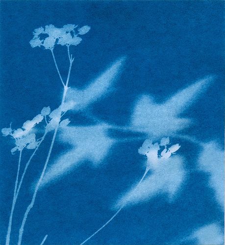 Sunography- cool effects with solar power! Solar Printing Fabric, Solarization Photography, Solar Printing, Solar Print, Cyanotype Printing, Sun Printing, Sun Paper, Ap Drawing, Earth Materials