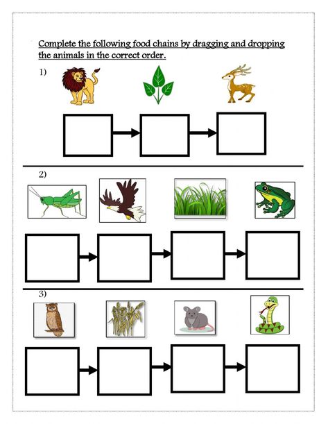 Animal Food Chain, Simple Food Chain, Science Food Chains, Food Chain Activities, Food Chain Worksheet, Food Web Worksheet, Ocean Food Chain, Energy Pyramid, Animal Food