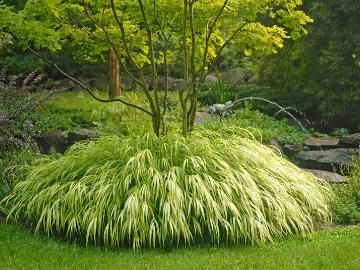 Michelle Miller, Hakone Grass, Moderne Have, Garden Goals, Japanese Forest, Perennial Grasses, Yard Landscape, Grasses Garden, Hakone