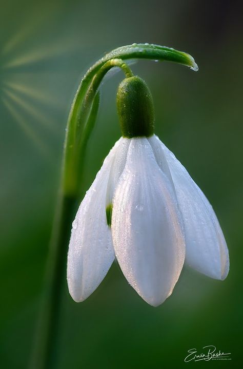 Early Spring Snowdrop | A small snowdrop flower catches the … | Flickr Snow Drops Flowers, Early Spring Flowers, Hur Man Målar, Airbrush Art, Winter Flowers, Flower Illustration, Birth Flowers, Spring Garden, Early Spring