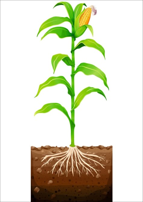 Roots Underground, Photosynthesis Projects, Maize Plant, Plant Clip Art, Plants Kindergarten, Popcorn Theme, Agriculture Photography, Veggie Art, Farm Images