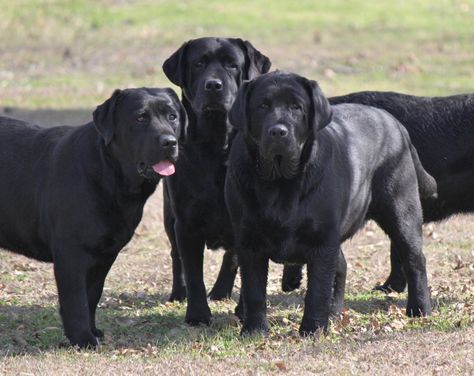 Paloma Labrador Retrievers - Breeders of AKC Yellow & Black English labrador retrievers Black English Lab, English Labrador Retriever, Labrador Puppy Training, Labrador Retriever Facts, Labrador Retriever Funny, English Labrador, Labrador Noir, Black Dogs, Yellow Labrador Retriever