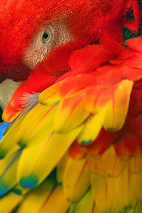 - Scarlet Macaw(Ara macao) .. - Photo by 👉 Bernardo López Miranda -The scarlet macaw is a large red, yellow, and blue Central and South American parrot, a member of a large group of Neotropical parrots called macaws. It is native to humid evergreen forests of the Neotropics. Macaw Aesthetic, Pirate Moodboard, Red Macaw, Cool Birds, Animal Photography Wildlife, Scarlet Macaw, Blue Macaw, Birds Beautiful, Animal Guides